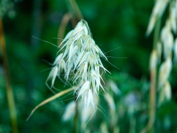 Close-up of wilted plant