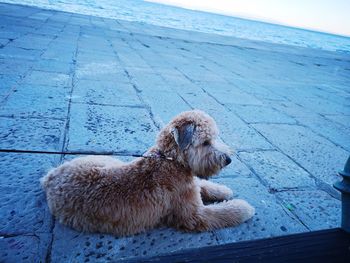 Dog sitting on footpath by sea