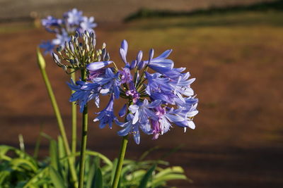Close-up of purple flowers