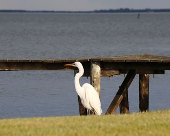 Bird perching on a beach