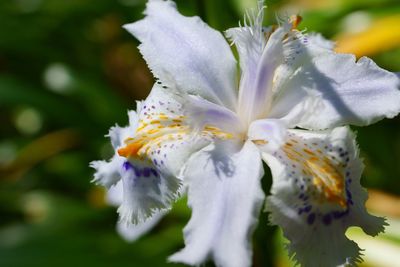 Close-up of white flowers