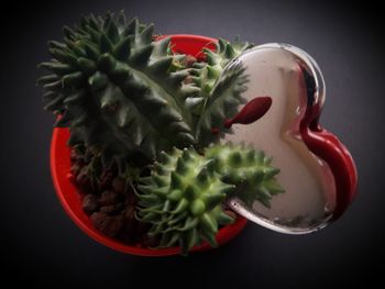 Close-up of succulent plant against black background