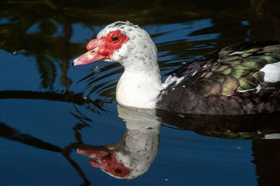 Close-up of duck swimming on lake