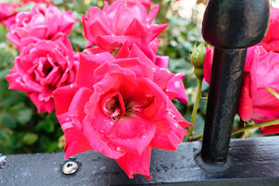 Close-up of red flowers