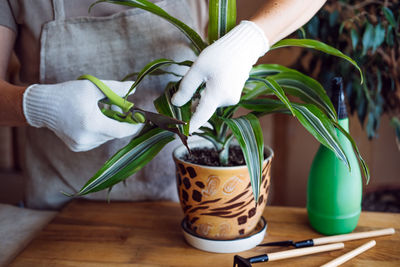 Spring indoor plant care. waking up indoor plants for spring. female hands spray and washes 