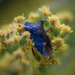 Close-up of butterfly pollinating on purple flower