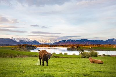 Horses grazing on field by lake against sky