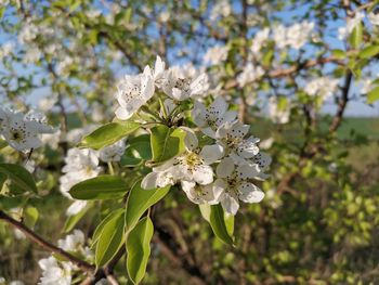 Close-up of white cherry blossoms in spring