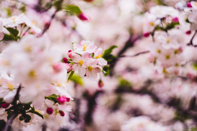 Close-up of pink cherry blossoms in spring