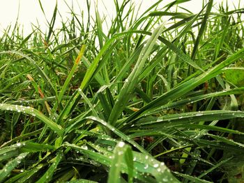 Close-up of water drops on grass