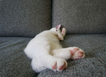 Cat sleeping on sofa at home