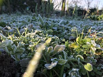 Close-up of plants growing on field