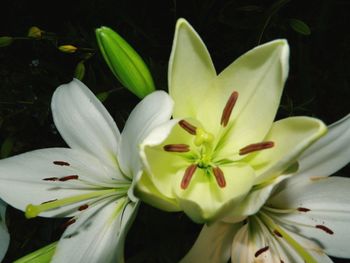 Close-up of white flower