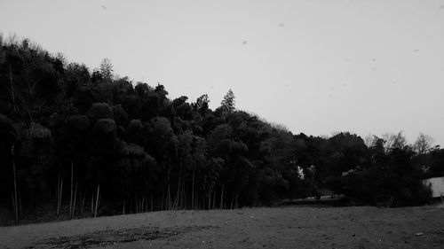 Road passing through trees