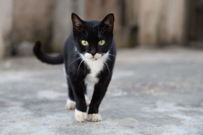 Portrait of black cat