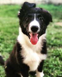 Close-up portrait of dog on field