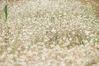 Close-up of white flowering plants on field