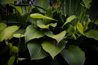 Close-up of green leaves on plant