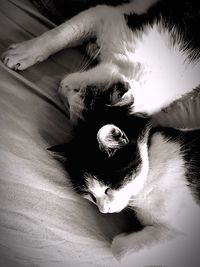 High angle view of cat resting on bed