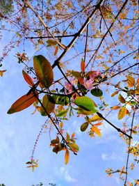 Low angle view of tree against sky