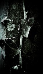 darkness