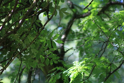 Low angle view of tree leaves in forest