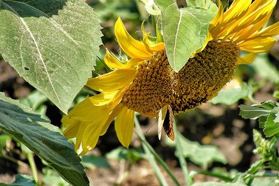 Close-up of butterfly pollinating on sunflower