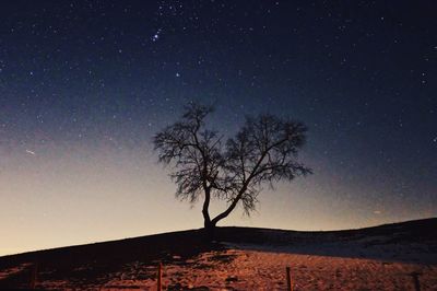 Silhouette bare tree against clear sky at night