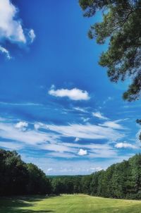 Scenic view of forest against blue sky
