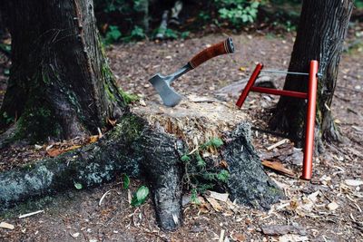 Low angle view of tree stump