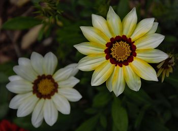 Close-up of white daisy flower