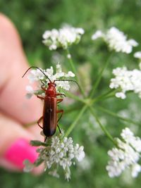 Close-up of insect on flower