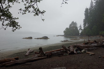 Scenic view of driftwood on beach against sky