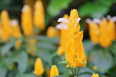 Close-up of yellow flowering plant