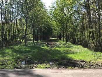 Trees in forest