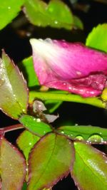 Close-up of water drops on pink flower