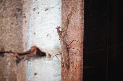 Close-up of insect on wall