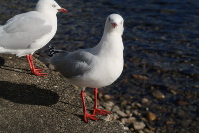 Close-up of seagull perching on land