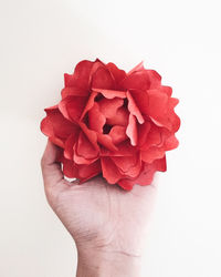 Cropped hand holding red flower against white background