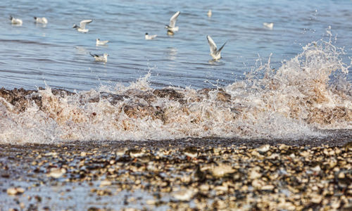 Flock of birds on beach