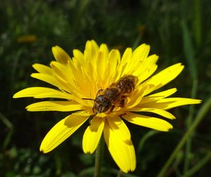 Lone bee pollinates
