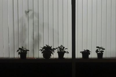 Potted plants on window sill