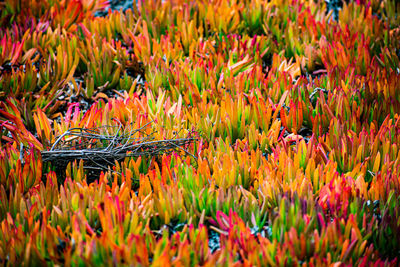 Full frame shot of flowering plants on field