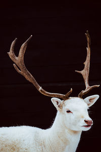 Albino deer