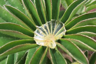 Close-up of plant