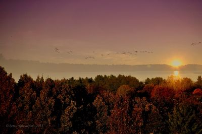 Silhouette of trees at sunset