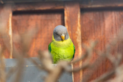 Close-up of parrot perching on wood