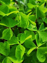 Full frame shot of green leaves