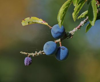 Close-up of berries growing on tree