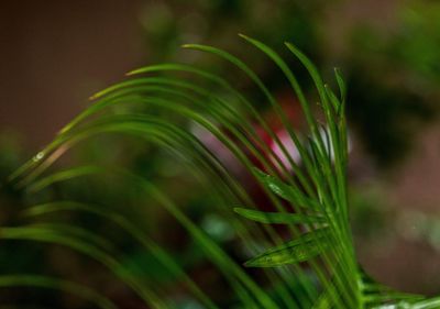 Close-up of green plant on field